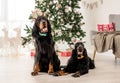 Gordon setter dogs in Christmas time Royalty Free Stock Photo