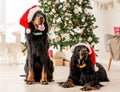 Gordon setter dogs in Christmas time Royalty Free Stock Photo