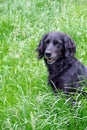 Gordon Setter. hunting dog Royalty Free Stock Photo