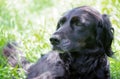 Gordon Setter. hunting dog in the grass. Royalty Free Stock Photo