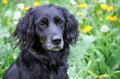 Gordon Setter. hunting dog in the grass. Royalty Free Stock Photo