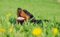 Gordon Setter laying down in a green grass Royalty Free Stock Photo