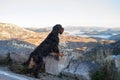 Gordon Setter on Mountain View Royalty Free Stock Photo