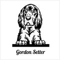 Gordon Setter - Peeking Dogs - breed face head isolated on white Royalty Free Stock Photo