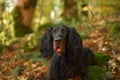 Gordon Setter Portrait, Black dog with long wavy hair surrounded by forest foliage Royalty Free Stock Photo