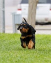 Gordon Setter Puppy