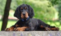 Gordon Setter puppy in the summer Royalty Free Stock Photo