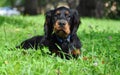 Gordon Setter puppy in the summer Royalty Free Stock Photo