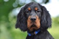 Gordon Setter puppy in the summer Royalty Free Stock Photo