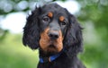 Gordon Setter puppy in the summer