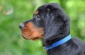 Gordon Setter puppy in the summer Royalty Free Stock Photo