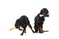Gordon setters with big bones Royalty Free Stock Photo