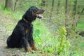 Gordonsetter Royalty Free Stock Photo