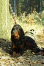 Gordonsetter hunting dog Royalty Free Stock Photo