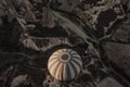 Goreme, Cappadocia, Turkey . Top view of colorful hot air balloons flying over the Love valley on sunrise Royalty Free Stock Photo