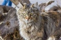 Goreme, Nevsehir, Turkey : Beautiful fluffy street cat looking at camera Royalty Free Stock Photo