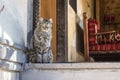 Goreme, Nevsehir, Turkey : Beautiful fluffy street cat looking at camera Royalty Free Stock Photo