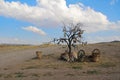 Tree Of Wishes with clay pots in Cappadocia. Goreme, Nevsehir Province, Cappadocia, Central Anatolia, Turkey Royalty Free Stock Photo