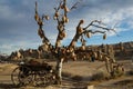 Goreme, Turkey. Tree Of Clay Pots, Cappadocia. Nevsehir Province Royalty Free Stock Photo