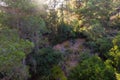 A gorge overgrown on the slopes of the forest in the public Nesher Park suspension bridges in Nesher city in northern Israel