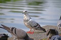 A gorgeos Feral pigeon Royalty Free Stock Photo