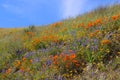 Gorgeous aerial view of the orange and purple wildflowers at the Antelope Valley Poppy fields