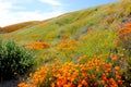 Gorgeous aerial view of the orange and purple wildflowers at the Antelope Valley Poppy fields