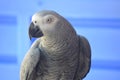 Gorgeous African Grey Parrot Royalty Free Stock Photo