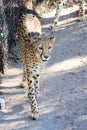 Gorgeous Cheetah Walking Royalty Free Stock Photo