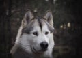 Gorgeous Alaskan Malamute female in the forest Royalty Free Stock Photo