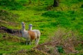 Gorgeous andean llamas eating the grassland in Chiloe, Chile Royalty Free Stock Photo