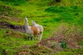 Gorgeous andean llamas eating the grassland in Chiloe, Chile Royalty Free Stock Photo