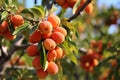 Gorgeous apricot tree adorned with succulent fruits in a serene and enchanting orchard landscape