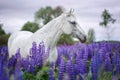 Portrait of a grey horse among lupine flowers. Royalty Free Stock Photo