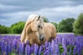 Portrait Of A Grey Horse Among Lupine Flowers.