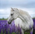 Portrait of a grey horse among lupine flowers. Royalty Free Stock Photo