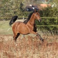 Gorgeous arabian horse running on autumn pasturage Royalty Free Stock Photo