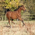 Gorgeous arabian horse running on autumn pasturage Royalty Free Stock Photo