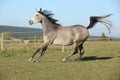 Gorgeous arabian horse running on autumn pasturage Royalty Free Stock Photo