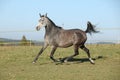 Gorgeous arabian horse running on autumn pasturage Royalty Free Stock Photo