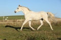 Gorgeous arabian horse running on autumn pasturage Royalty Free Stock Photo