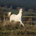 Gorgeous arabian horse running on autumn pasturage Royalty Free Stock Photo