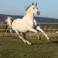 Gorgeous arabian horse running on autumn pasturage Royalty Free Stock Photo