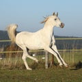 Gorgeous arabian horse running on autumn pasturage Royalty Free Stock Photo