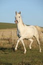 Gorgeous arabian horse running on autumn pasturage Royalty Free Stock Photo