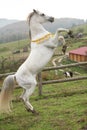 Gorgeous arabian stallion prancing