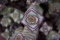 Gorgeous areal close-up of a String of Buttons - or Crassula Perforata Royalty Free Stock Photo