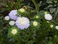 Gorgeous aster garden flowers annual