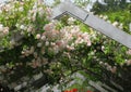 Gorgeous Attractive Pink Rose Flowers growing on Arbor In The Park Garden Royalty Free Stock Photo