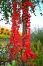 Autumn along the River Drava Royalty Free Stock Photo